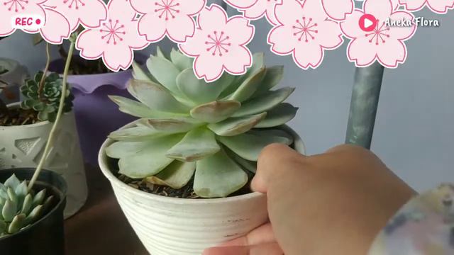 SUKULEN ECHEVERIA LOLA - KARAKTERISTIK & TIPS PERAWATAN || Aneka Flora смотреть онлайн
