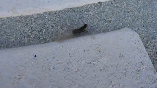 Staphylinidae смотреть онлайн