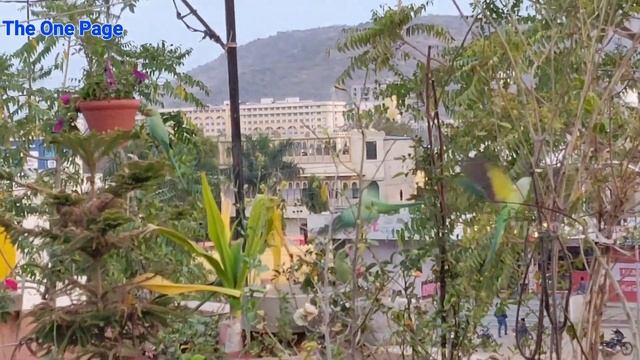 Ponytail palm bonsai, How to make Ponytail palm bonsai tree at home смотреть онлайн