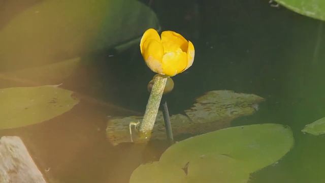 Nuphar lutea 1.mp4 смотреть онлайн