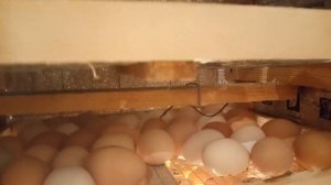 Самодельный инкубатор на 240 яиц , очень просто и дешево