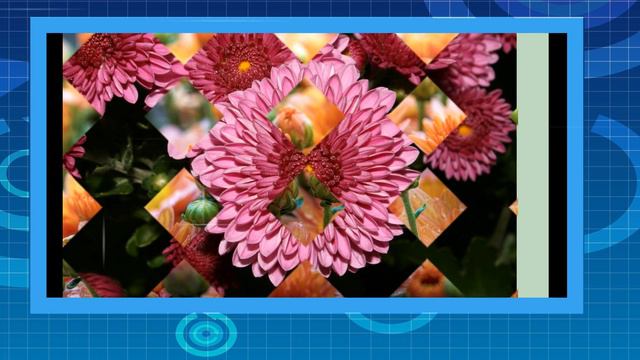 Хризантемы смотреть онлайн