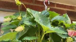 Клубника в кашпо. Земляника (Клубника) розоцветковая ремонтантная Мерлан (Merlan) в подвесном кашпо