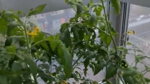 Как опылить помидоры в домашних условиях ?