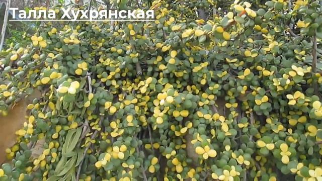 Толстянка, Крассула стелящаяся пёстролистная Описание, выращивание, уход и размножение смотреть онлайн