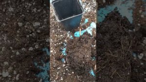 что делать с покупным саженцем гортензии весной? обрезаем,пересаживаем