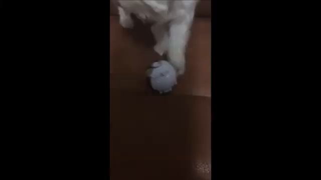 Monster Ball Pet Playing Toy смотреть онлайн