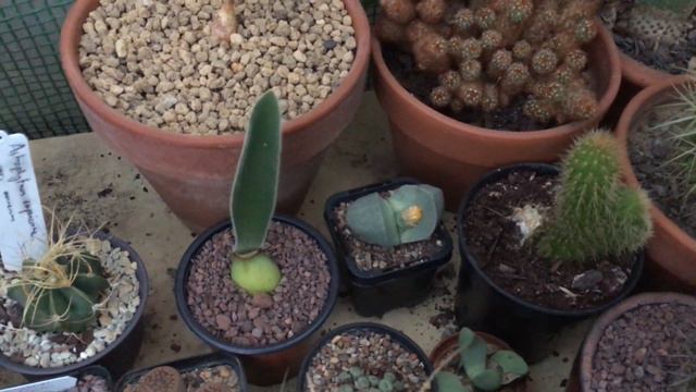 Pleiospilos Nelii Timelapse