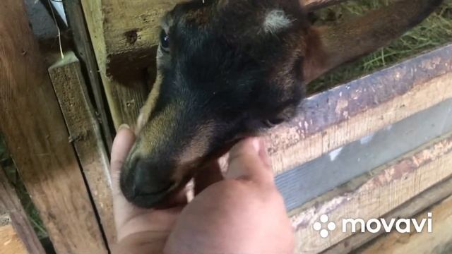 Ответы на комментарии. Наш погреб, заготовки? зачем нам столько! смотреть онлайн