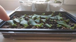 13.11.2019. Денежное дерево. Толстянка. Крассула. Размножение листом. Как ускорить рост.