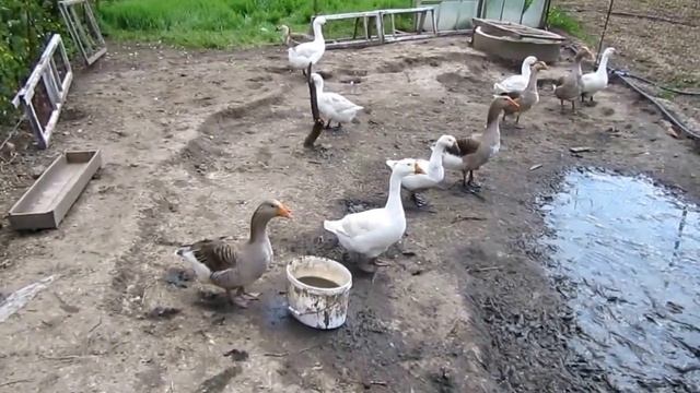 Моя дача. Гуси у соседей громко кричат...хотят хороший водоём смотреть онлайн