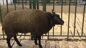 Овцы породы ТЕКСЕЛЬ. Особенности, уход