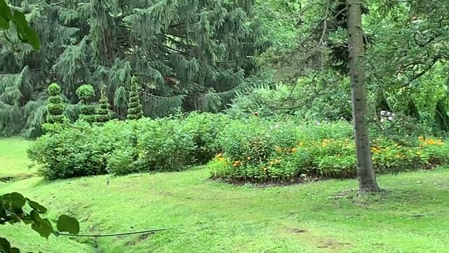 Цветы и фонтаны: шикарные фуксии Петергофа