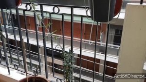 Выращиваем Оливку из Косточки?