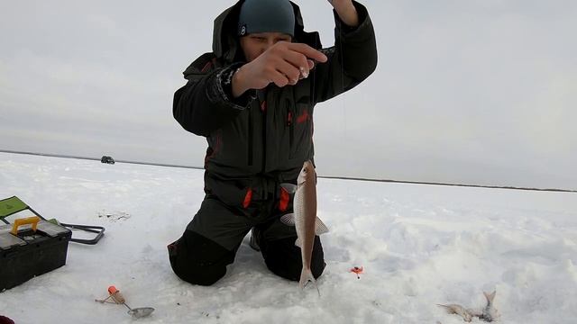 РЫБАЛКА НА СИГА ЗИМОЙ смотреть онлайн