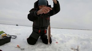 РЫБАЛКА НА СИГА ЗИМОЙ