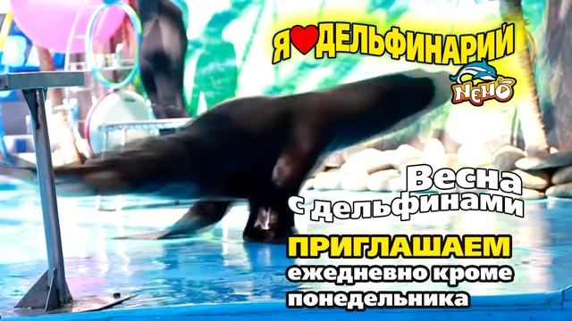 Весеннее шоу с дельфинами. Минский дельфинарий Немо смотреть онлайн