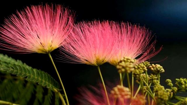 Albizia julibrissin flowers (HD1080p) смотреть онлайн