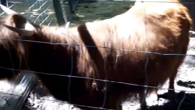 Мохнатая корова смотреть онлайн