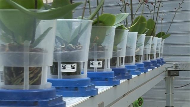 Orchidee van geboorte tot volwassenheid смотреть онлайн