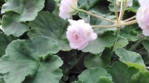 #388.Какая она-совершенная пеларгония!?Цветение ТА-Эммануэль!