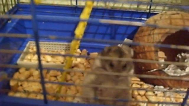 Хомяки Джунгарские смотреть онлайн