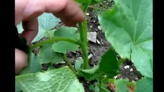 Огород без хлопот Прищипываем огурцы смотреть онлайн