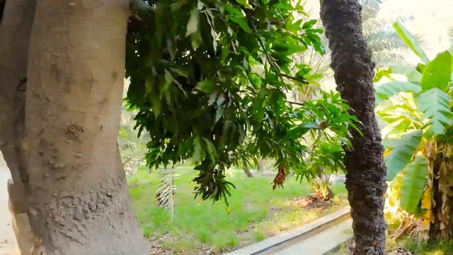 Al Ain Oasis /2023 Place To Visit In UAE/Mind Relaxing Things To Do / Best Evening Trip In UAE