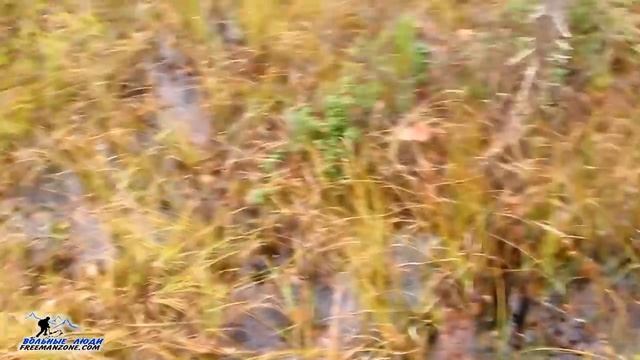 БОЛОТА РОССИИ. Виды болот. Болото стихия. Видео-очерк с болот, погуляем смотреть онлайн