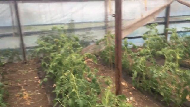 Пинк парадайз второй оборот. Первая обработка флороном