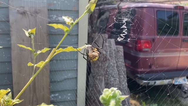Argiope Aurantia eating a bee смотреть онлайн