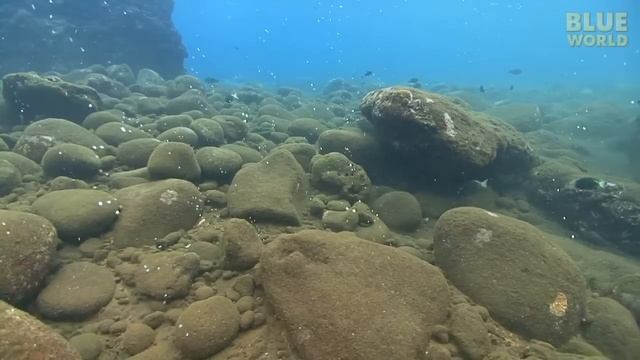 Sea Snake Island | JONATHAN BIRD'S BLUE WORLD смотреть онлайн
