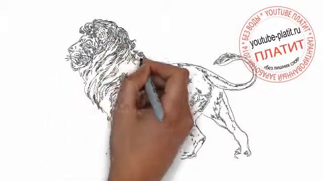 Как нарисовать гордого льва идущего на рыбалку карандашом поэтапно смотреть онлайн