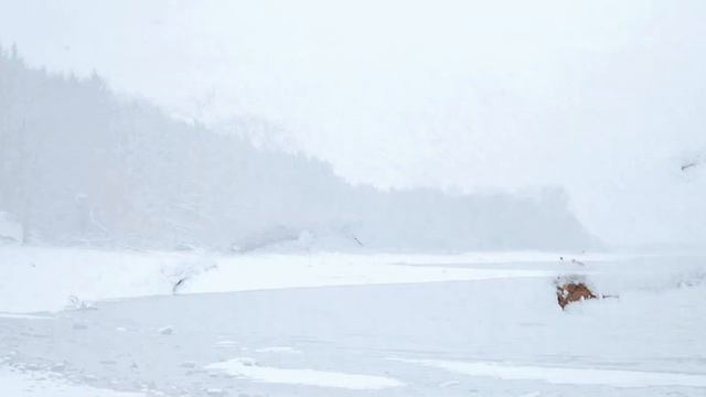 Winter Walk Cinematic / Sony A6600 / Sigma 30mm F1.4 / Sony 70-350mm