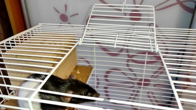 КРЫСА ОТКУСИЛА ХВОСТ | ЧТО СКАЗАЛ РОТОЛОГ? | ГРЫЗУНЯШКИ смотреть онлайн