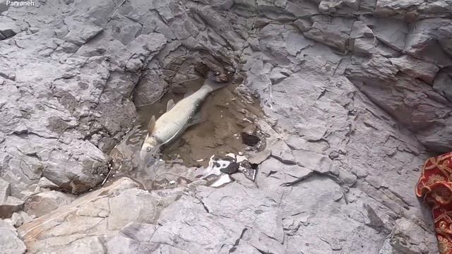 Nomadic: Nomadic Woman's Skill In Catching Fish In The Raging River