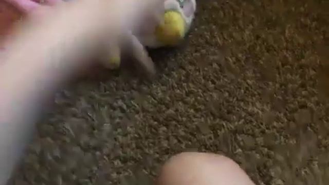 My angry birds plush collection (my very first video) смотреть онлайн