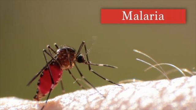 Biological Vectors and Infectious Disease - More Real World Science on the Learning Videos Channel смотреть онлайн