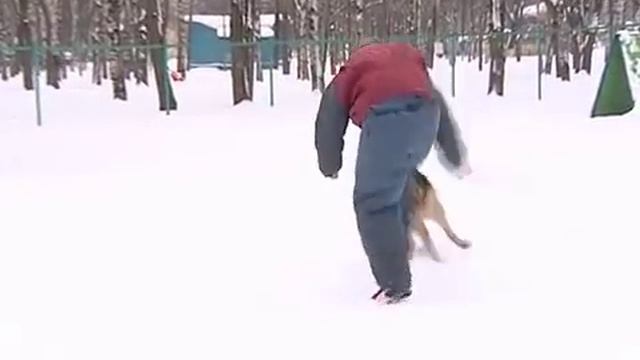 Бродячая стая собак в Вологде