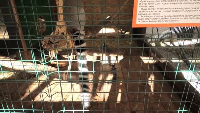 Лупоглазые Лемуры Катти и орешки. Pop-eyed Lemurs Cutty and nuts. смотреть онлайн