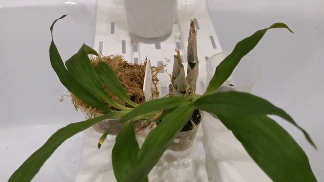 Орхидея Катасетум Catasetum. Пересадка.