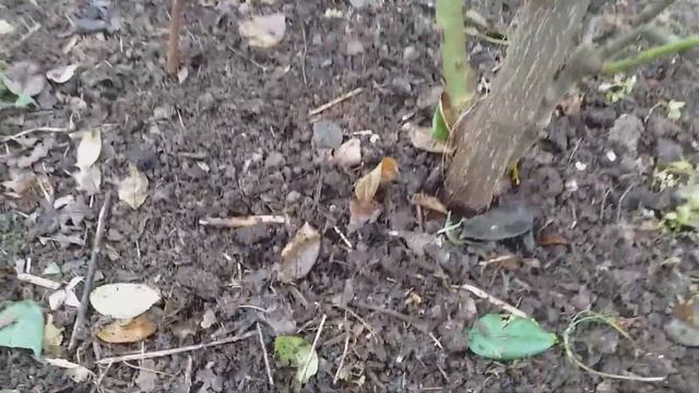 Роза-дерево и Пьер де Ронсар. Как пригнуть под укрытие смотреть онлайн