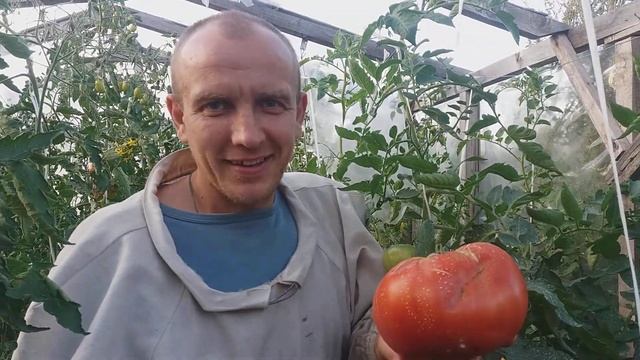 Томатный рекорд сезона 2019 года . смотреть онлайн