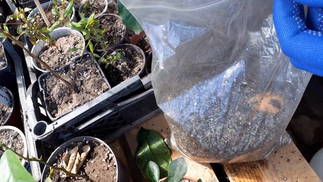 Авокадо смотреть онлайн