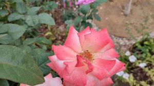 Роза Летиция Каста - очень красива сейчас (Подмосковье, 28.08)