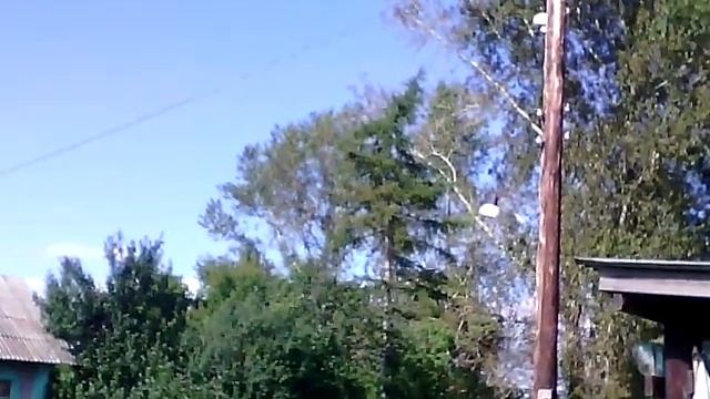 Рой на лиственнице смотреть онлайн