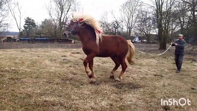 ЛОШАДИ/ЛИТОВСКИЙ ТЯЖЕЛОВОЗ И МАРУСЯ смотреть онлайн