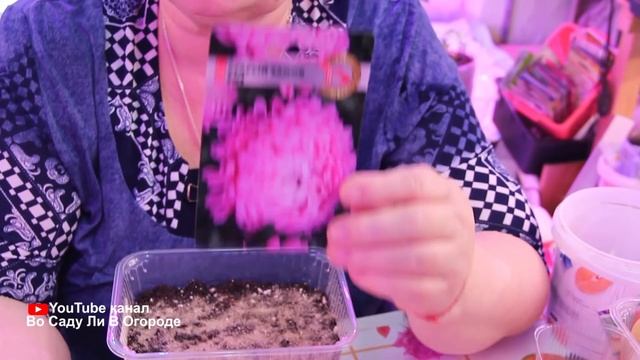 Самый ЛУЧШИЙ способ ПОСЕВА АСТРЫ. Всегда ОТЛИЧНАЯ ВСХОЖЕСТЬ! Астры на рассаду.