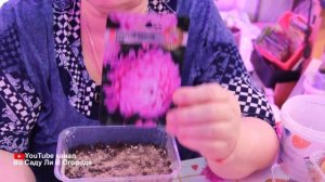 Самый ЛУЧШИЙ способ ПОСЕВА АСТРЫ. Всегда ОТЛИЧНАЯ ВСХОЖЕСТЬ! Астры на рассаду.