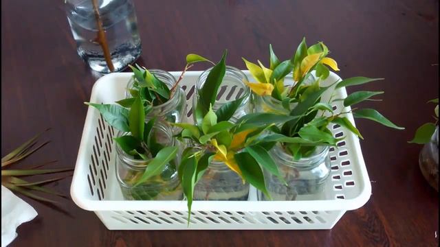 ❀ Наблюдаем фикус и драцену ✂‣‣‣ после обрезки и укоренения